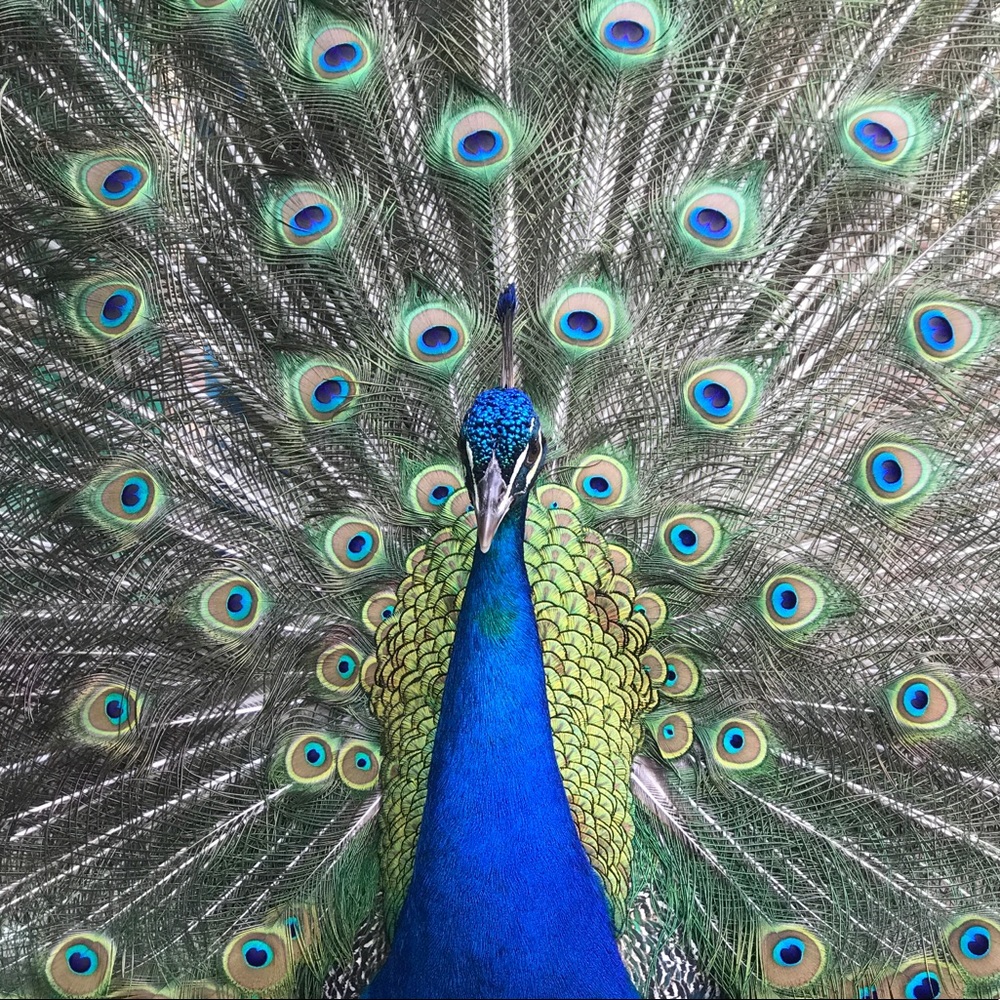 Meet your Posher, Amber